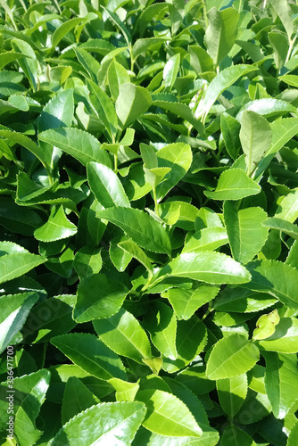 fresh green leaves