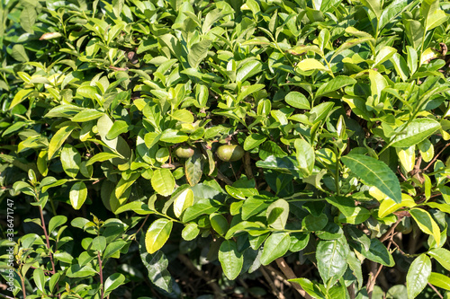 green tea leaves and seeds