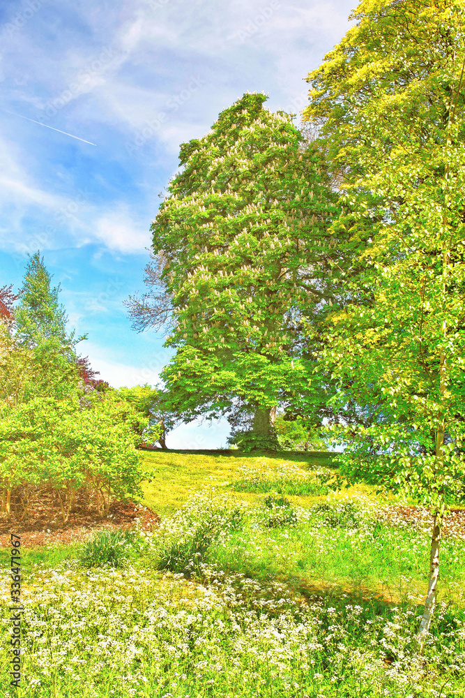 Fototapeta premium Trees in blossom in park near Leeds Castle Kent UK