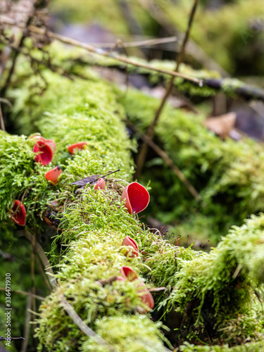 Bright Red Scarlet Elf Cup on a Fallen Moss Covered Tree photo