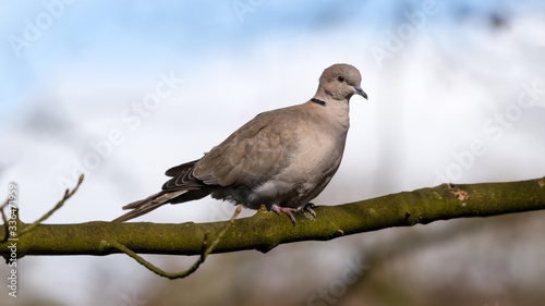 Collared Dove Resting in a Tree