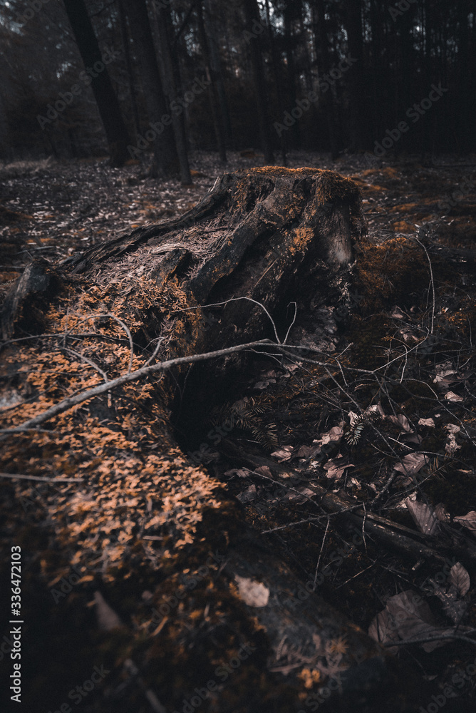 some trees stand alone in the forest some trees stand alone in the forest