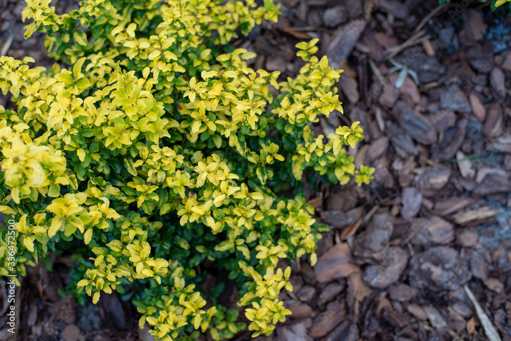 Sunshine ligustrum, a small privet decorative shrub with bright yellow and lime leaves
Sunshine ligustrum, a small privet decorative shrub with bright yellow and lime leaves