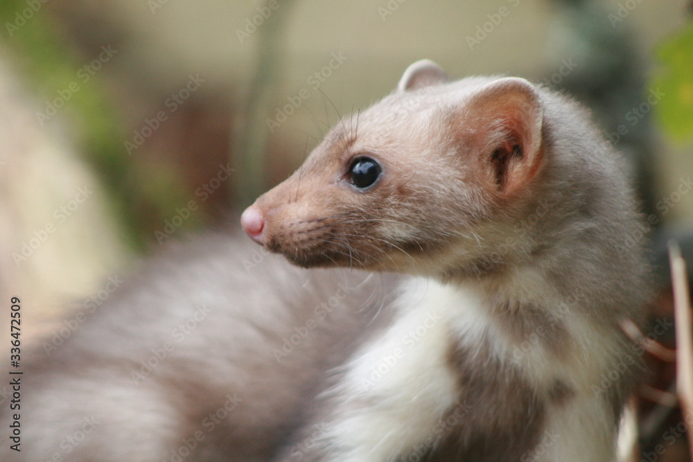 European pine marten (Martes martes) playing and posing on camera European pine marten (Martes martes) playing and posing on camera