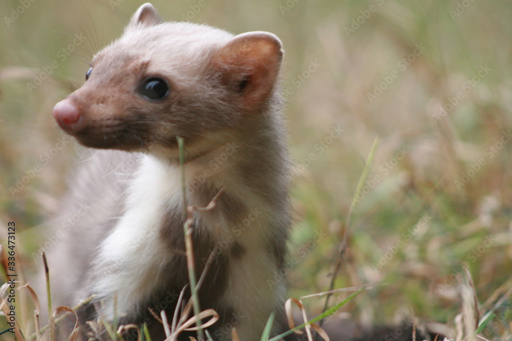 European pine marten (Martes martes) playing and posing on camera European pine marten (Martes martes) playing and posing on camera