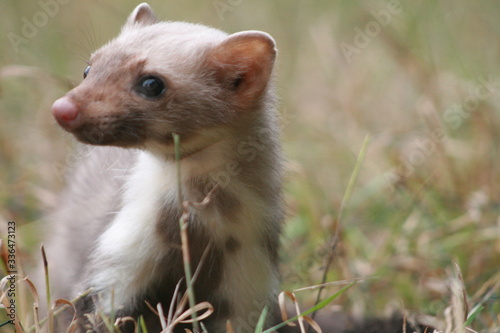 European pine marten  Martes martes  playing and posing on camera