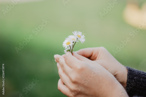 daisy in hands