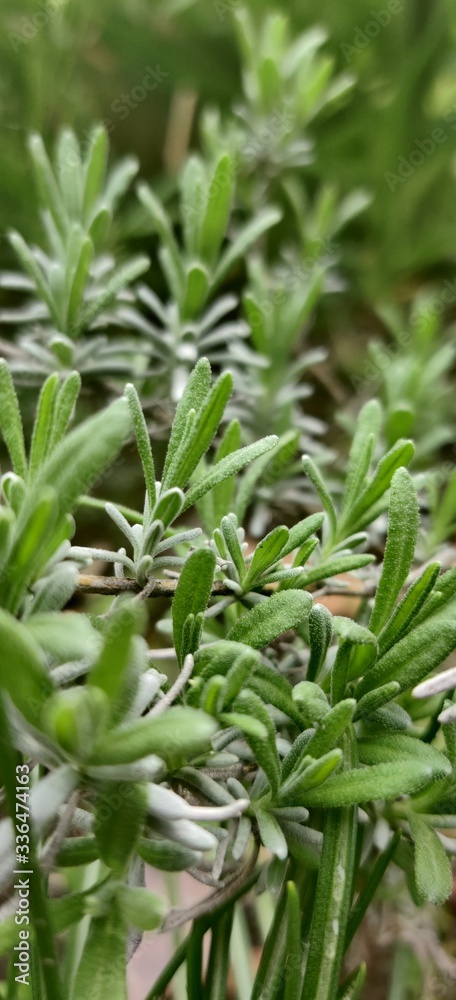 lavender green fresh plant frangrant lavender green fresh plant frangrant