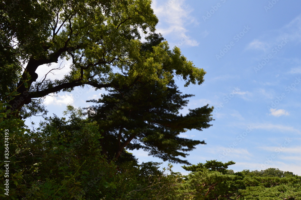 sky and tree sky and tree