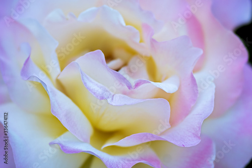 close up of a rose flower  Rosaceae