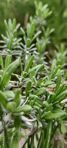 lavender green fresh plant frangrant