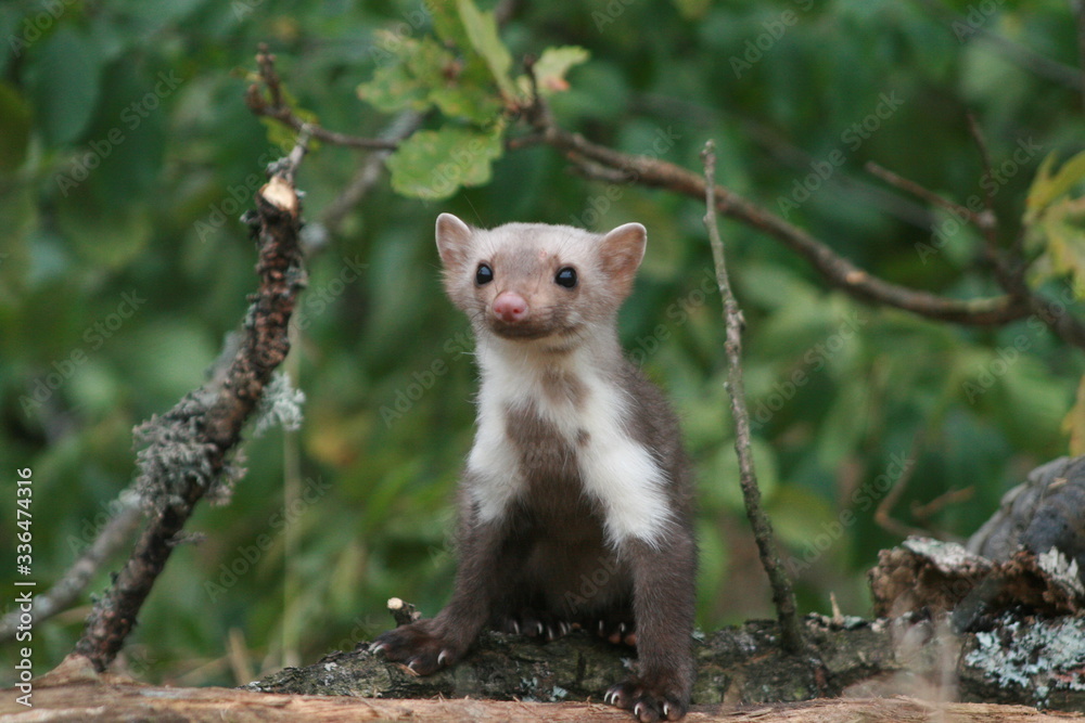 European pine marten (Martes martes) playing and posing on camera European pine marten (Martes martes) playing and posing on camera