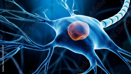 Closeup of a neuron or nerve cell soma with nucleus, myelin and dendrites 3D rendering illustration on a blue background. Neuroscience, microbiology, anatomy, medicine, nervous system concepts. photo