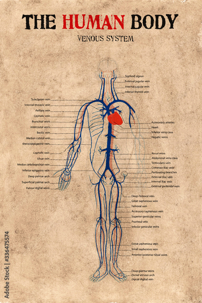 human body venous system Stock Illustration Biology Diagrams