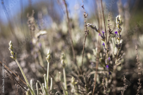 Old lavender in bloom in a garden © Pierre-Olivier