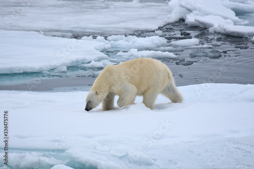 Polar bear in Svalbard Archipelago, Norway
