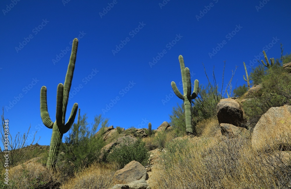 Desert landscape 
