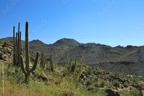 Desert mountains in southern Arizona 