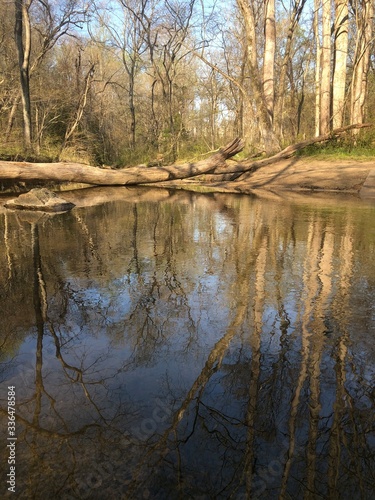 Fototapeta Naklejka Na Ścianę i Meble -  reflection of trees in the water