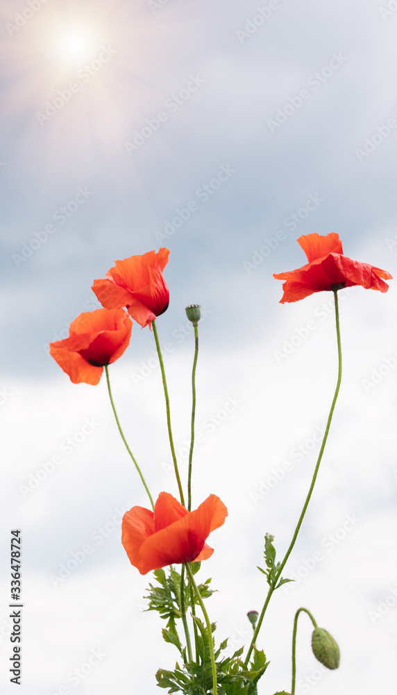 Obraz premium Czerwone maki w świetle poranka. Pole maków