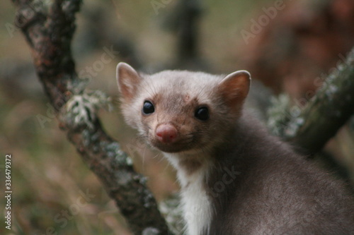 European pine marten (Martes martes) posing on camera