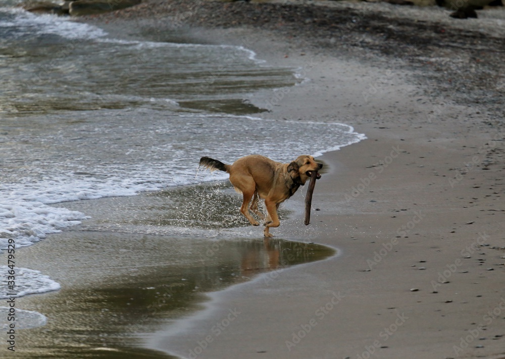 Pet dog retrieving a stick on the beach