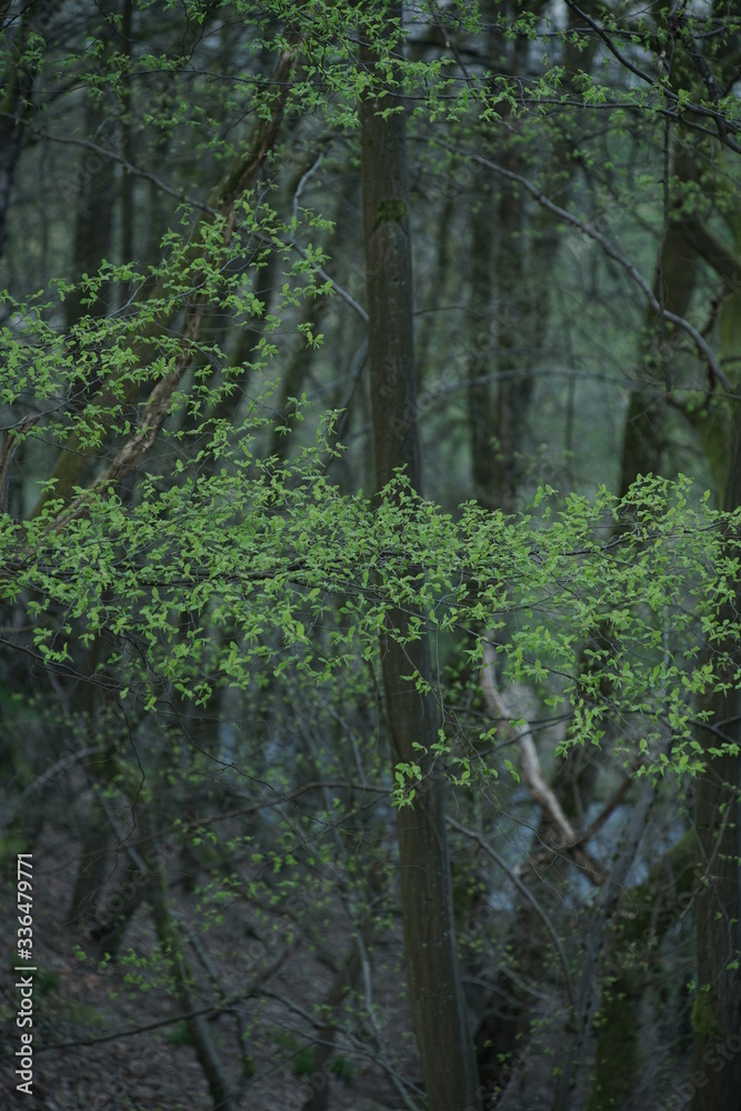 Obraz premium Young leafs at beech trees inside a forest