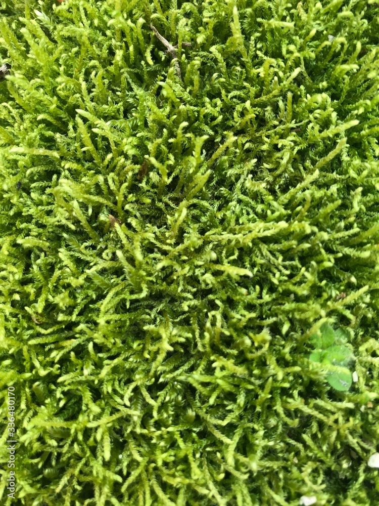 green grass background green grass background