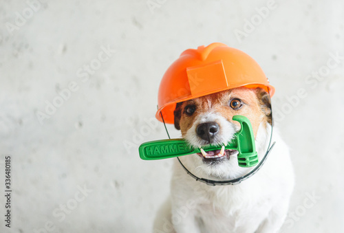 Fotografiet Do it yourself (DIY) home renovation  concept with dog in hardhat holding hummer