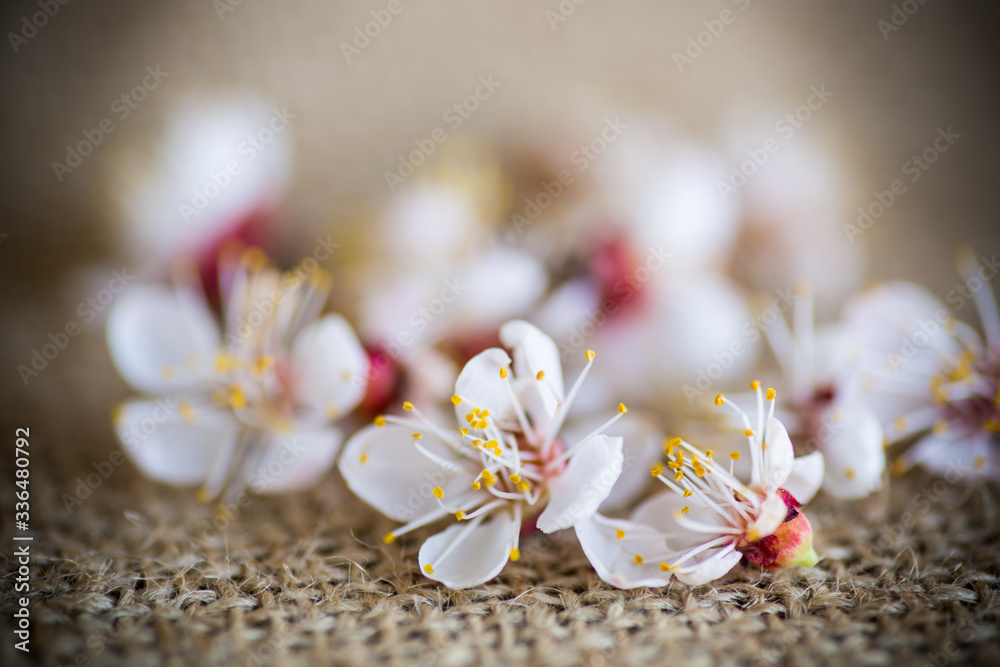 Branch of blooming spring apricots on a sackcloth Branch of blooming spring apricots on a sackcloth
