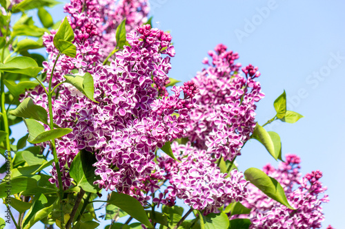 Branch of spring blossoming purpure pink lilac with green leafs. Closeup lilac. Background of flowers. Nature and plants