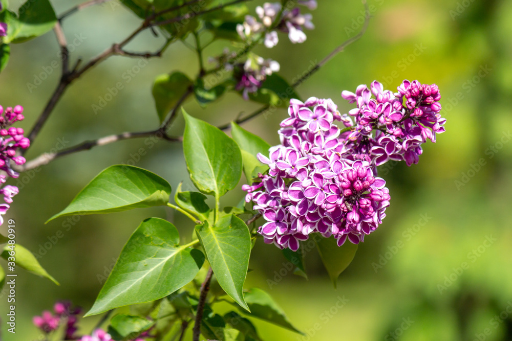 Branch of spring blossoming purpure pink lilac with green leafs. Closeup lilac. Background of flowers. Nature and plants