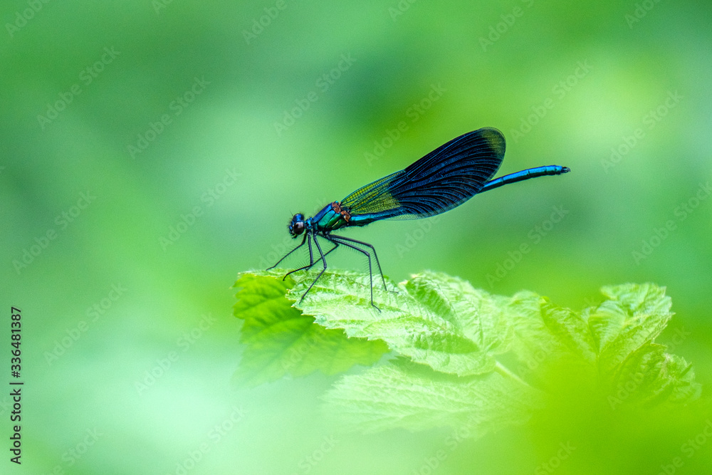 Libelle Libelle