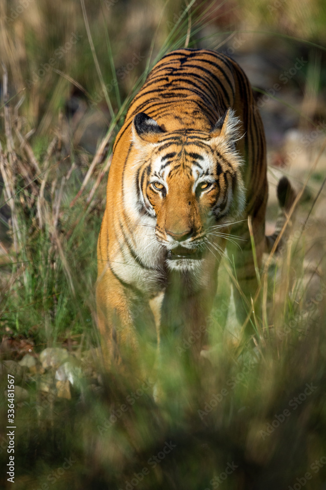 Fototapeta premium wild bengal tiger of terai region forest at uttarakhand india - panthera tigris