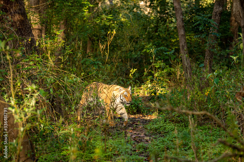 wild bengal tiger of terai region forest at uttarakhand india - panthera tigris photo