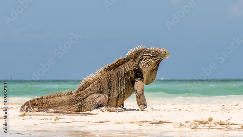 Kuba Leguan am Strand