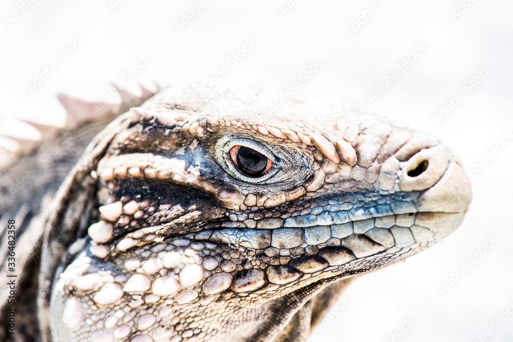 Fototapeta premium Kuba Leguan am Strand