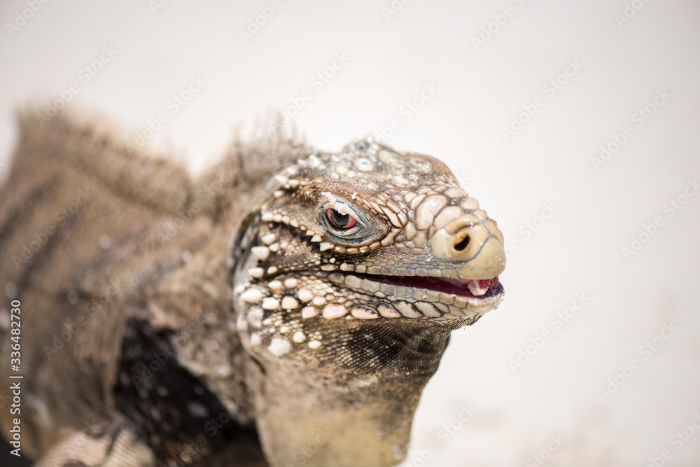 Fototapeta premium Kuba Leguan am Strand