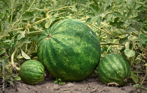 Fresh watermelons on the field.