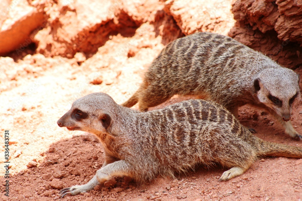 Two meerkats calles suricates emerges and begins looking for food