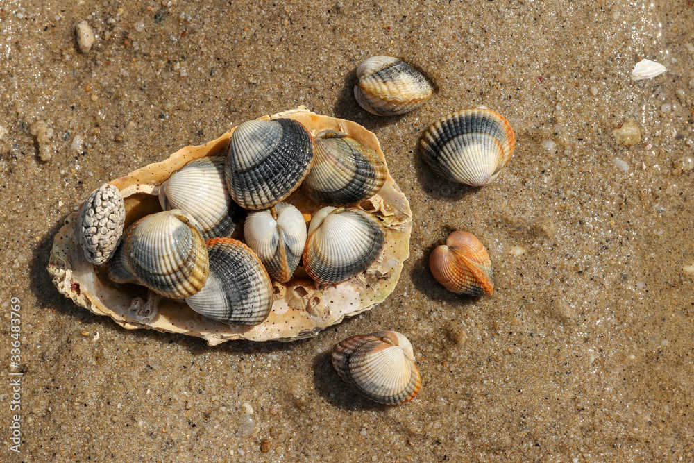 Common cockles on the sand - edible saltwater clams Common cockles on the sand - edible saltwater clams