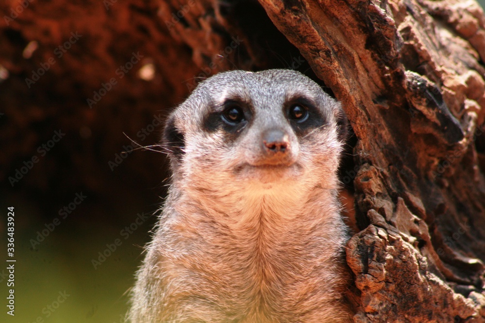 Meerkats are good hunters and show attention to their surroundings