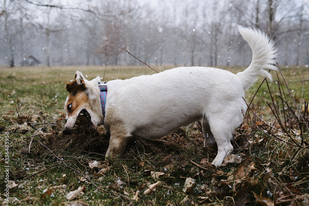 Mad Dog - Jack Russell Terrier - obrazy, fototapety, plakaty 