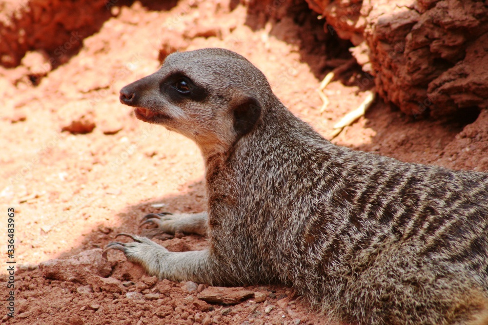 the sentinel meerkat shows sharp claws sitting on the ground