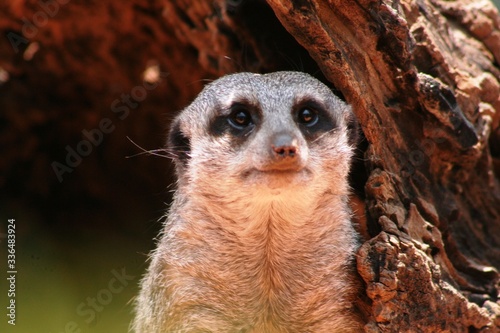 Obraz na płótnie Meerkats are good hunters and show attention to their surroundings w salonie
