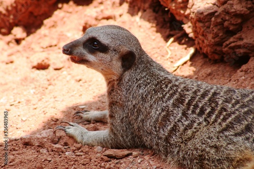 Obraz na płótnie the sentinel meerkat shows sharp claws sitting on the ground w salonie