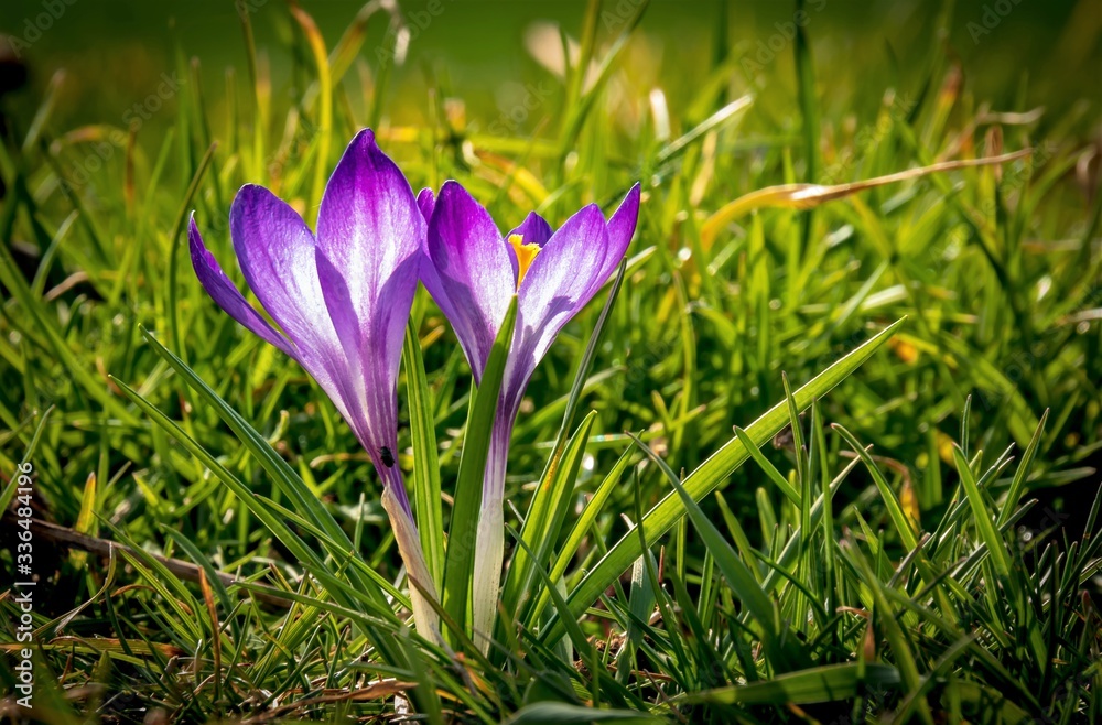 Spring, plant, flowers, crocus - On a meadow crocuses bloom a spring flower, belonging to the plant genus of the iris family, on a day in March. Spring, plant, flowers, crocus - On a meadow crocuses bloom a spring flower, belonging to the plant genus of the iris family, on a day in March.
