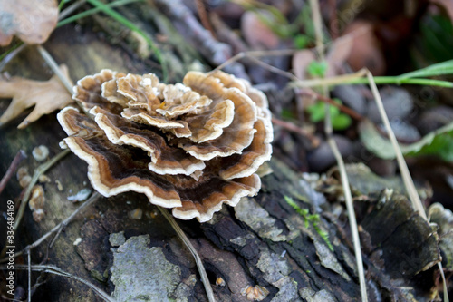 Forest mushrooms on a rotting tree trunk with moss.