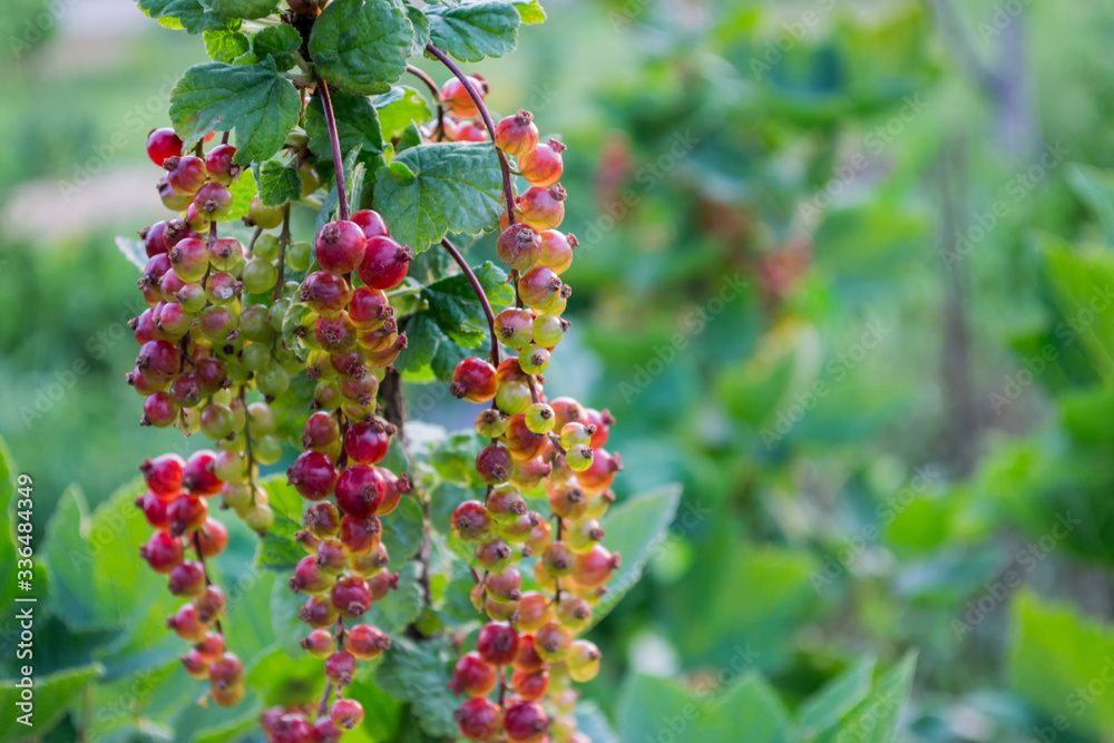 Red Currant hanging on a bush in the garden. Red Currant hanging on a bush in the garden.