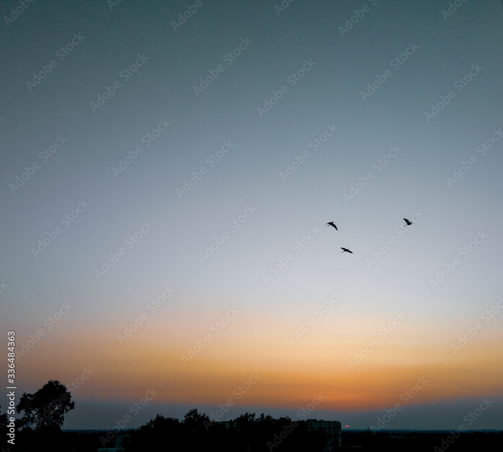 birds in the sunset scenery view, nature photography